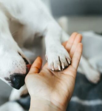 Hunden min slikker meg mye hvorfor og hva skal