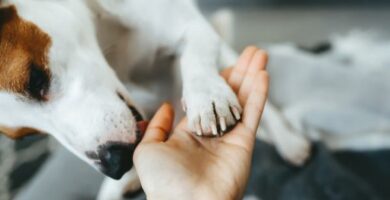 Hunden min slikker meg mye hvorfor og hva skal