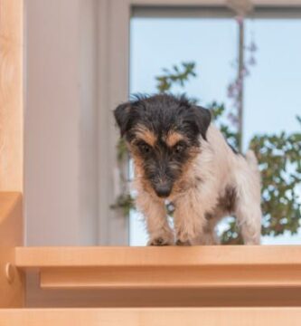 Hunden min slutter ikke a ga rundt i huset