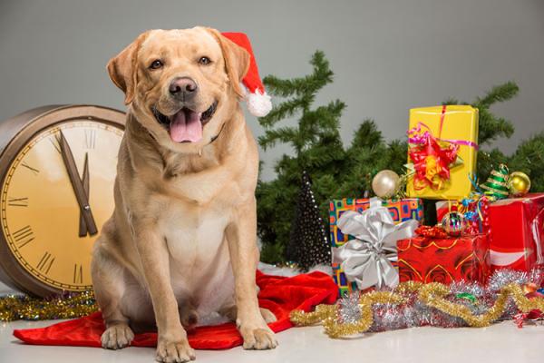 Hunden min spiser juletreet hvordan kan jeg unnga det