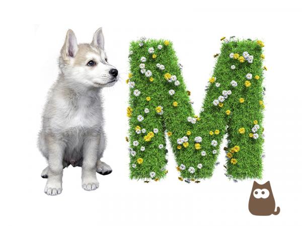 Hundenavn med bokstaven M