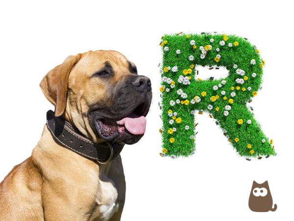 Hundenavn med bokstaven R