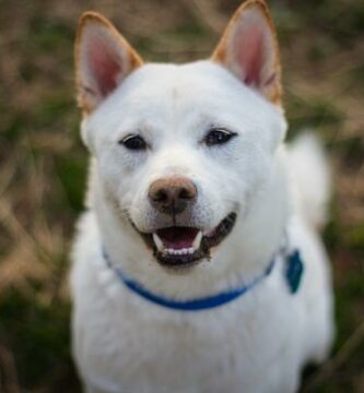 Husky inu