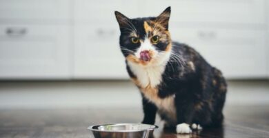 Hva er den beste maten for kastrerte katter