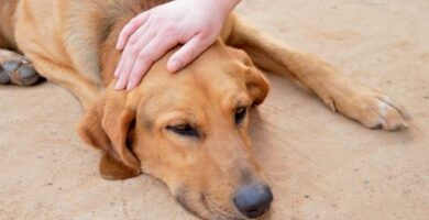 Hva er kondrobeskyttere for hunder