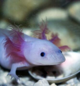 Hva spiser axolotler Foring av axolotl