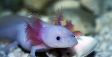 Hva spiser axolotler Foring av axolotl