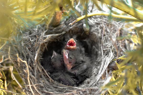 Hva spiser babyfugler