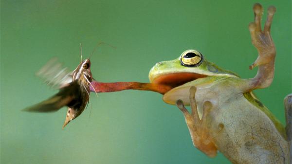 Hva spiser frosker A mate froskene