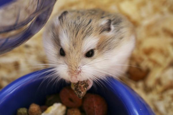 Hva spiser hamstere