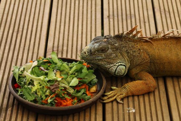 Hva spiser iguaner