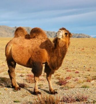 Hva spiser kameler Foring av kameler