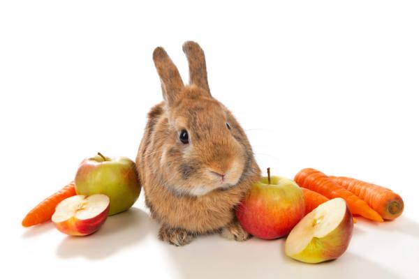 Hva spiser kaniner