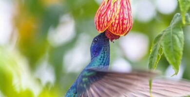 Hva spiser kolibrien