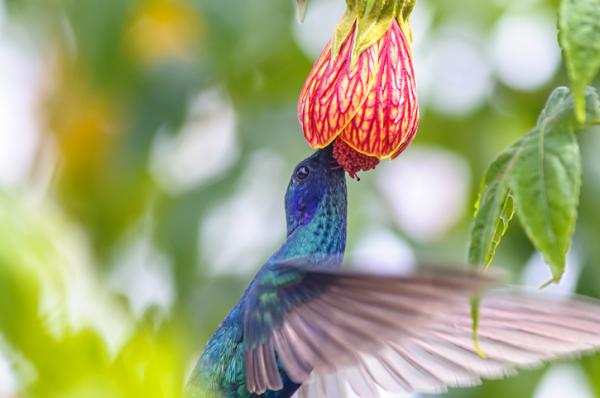 Hva spiser kolibrien