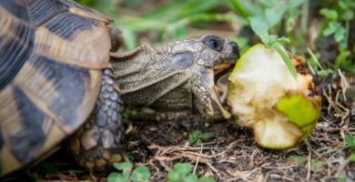 Hva spiser landskilpadder