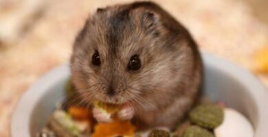 Hva spiser russiske hamstere