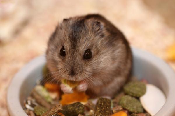 Hva spiser russiske hamstere