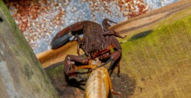 Hva spiser skorpioner