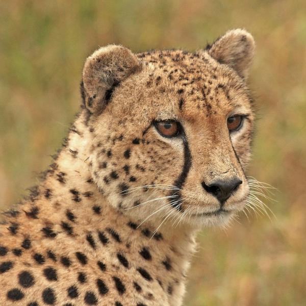 Hvor fort nar en gepard