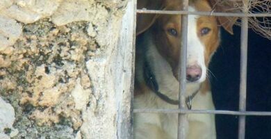 Hvor kan jeg adoptere en hund i Asturias