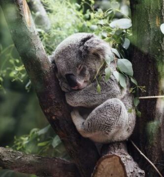 Hvor mye sover en koala