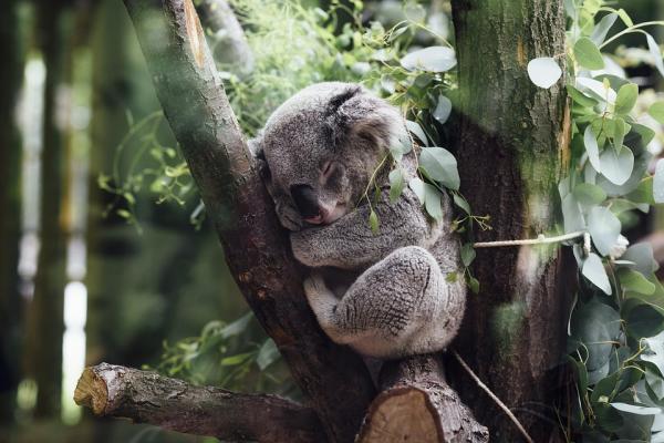 Hvor mye sover en koala