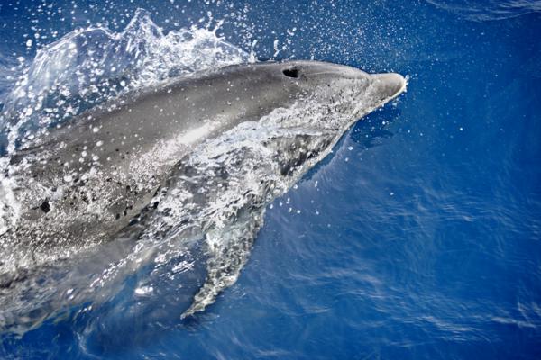 Hvor og hvordan puster delfiner