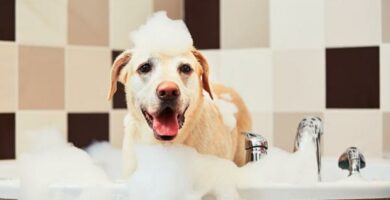 Hvordan bade en hund redd for vann