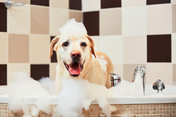 Hvordan bade en hund redd for vann