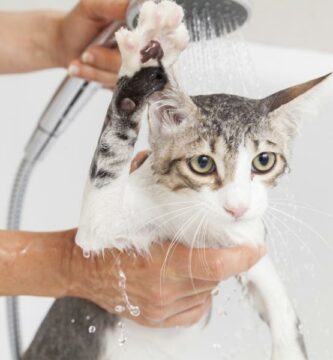 Hvordan bade en voksen katt for forste gang