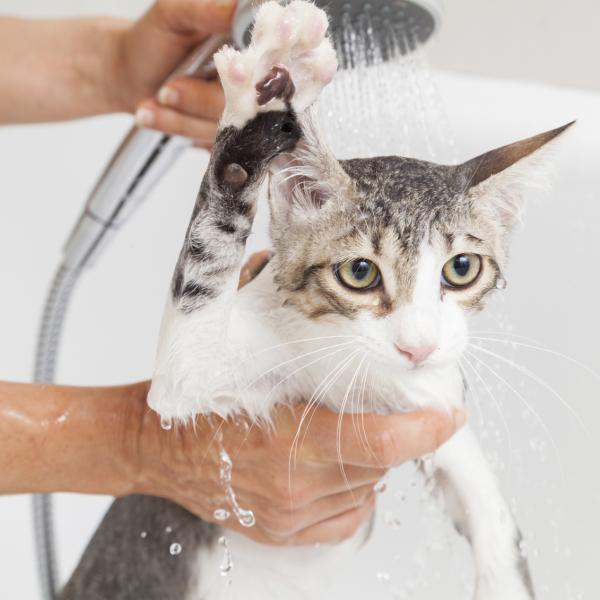 Hvordan bade en voksen katt for forste gang