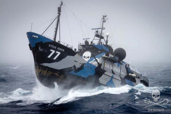 Hvordan bli frivillig som Sea Shepherd