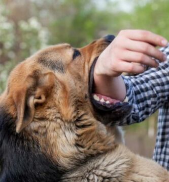 Hvordan fa en hund til a ikke bite