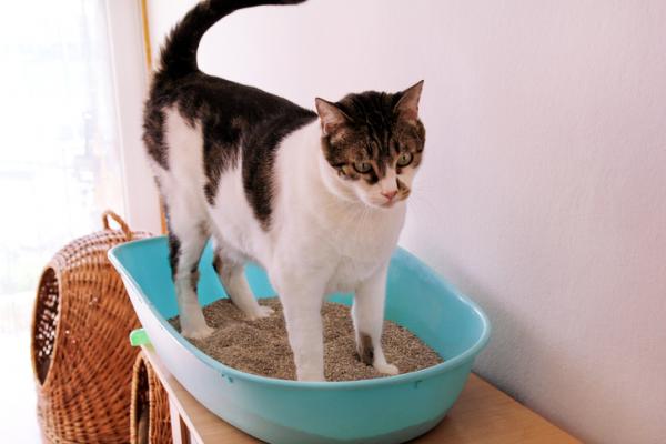 Hvordan flytte en kattes soppelboks