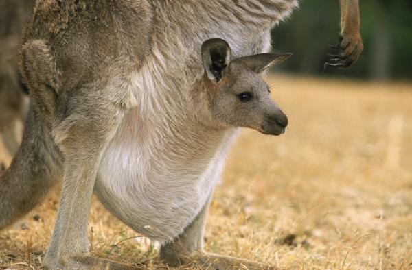 Hvordan fodes kenguruer