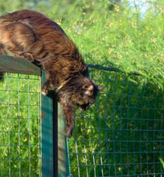 Hvordan forhindre at en katt hopper i et gjerde