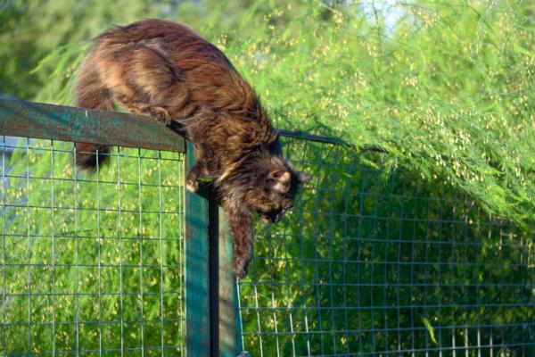 Hvordan forhindre at en katt hopper i et gjerde