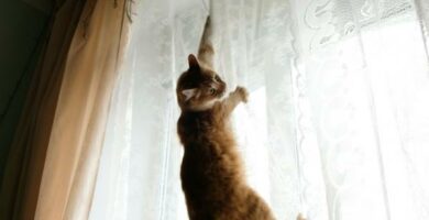Hvordan forhindre at en katt klatrer