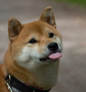 Hvordan forhindre min shiba inu i a bite meg