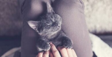 Hvordan gi en katt massasje