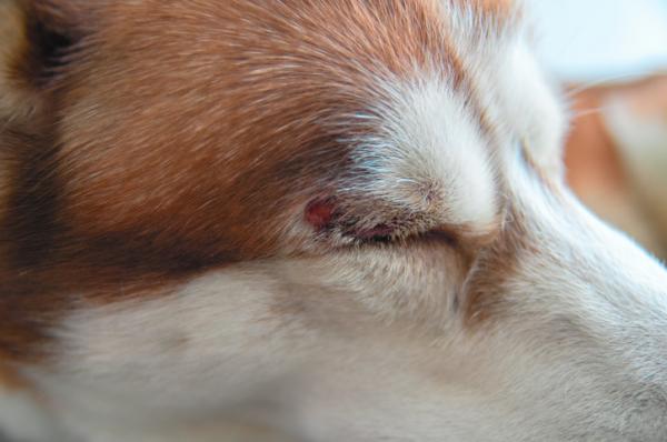 Hvordan helbrede et sar i hundens oye