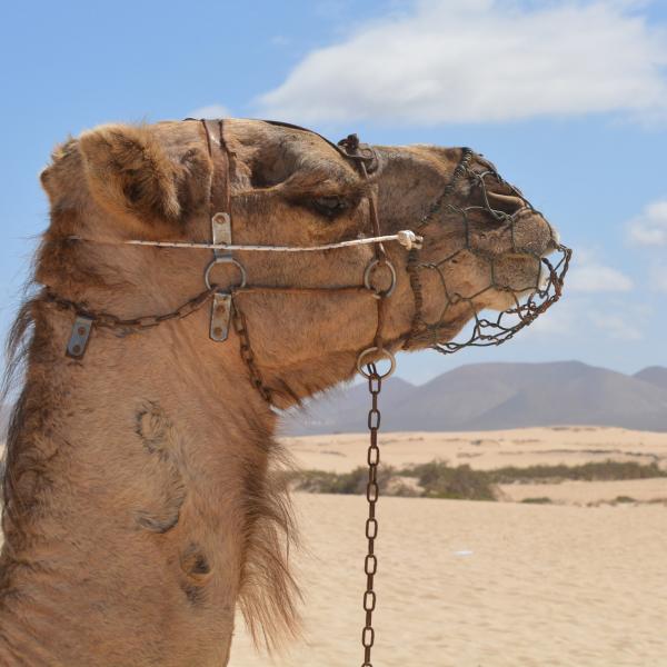 Hvordan kameler overlever i orkenen
