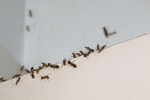 Hvordan kjore bort maur