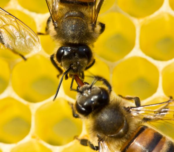 Hvordan kommuniserer bier