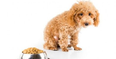 Hvordan mate en hund med megaosophagus