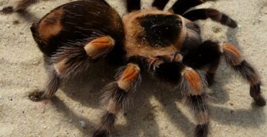 Hvordan mate en tarantula