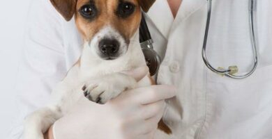 Hvordan pavirker cellegift hunder