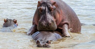 Hvordan reproduserer flodhester