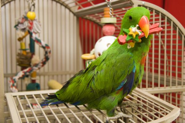 Hvordan skal et papegoyebur vaere